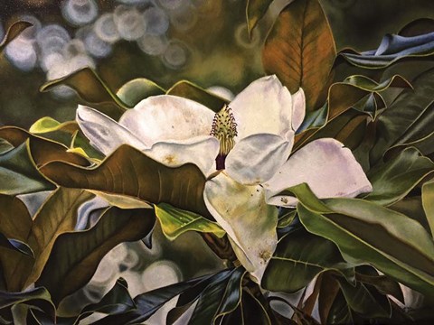 Framed Magnolia Bloom 3 Print
