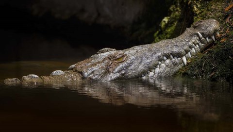 Framed Crocodile Smile Print
