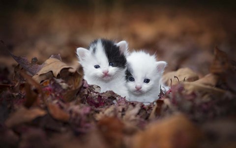 Framed Kitten Twins Print