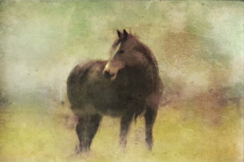 Framed Dark Horse in A Field Print