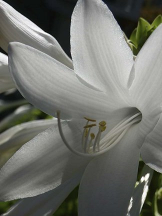 Framed Aphrodite Hosta Print