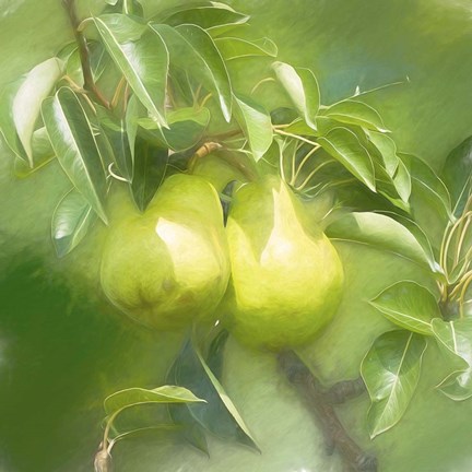 Framed Pear Branch Print