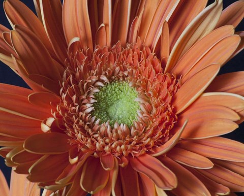 Framed Gerber Daisy Close-Up Print