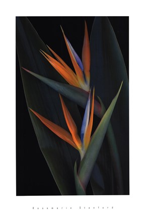 Framed Bird of Paradise Print