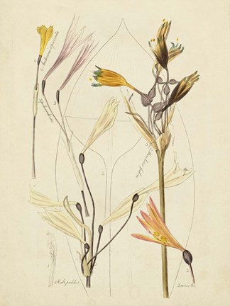 Framed Antique Botanical Sketch VI Print