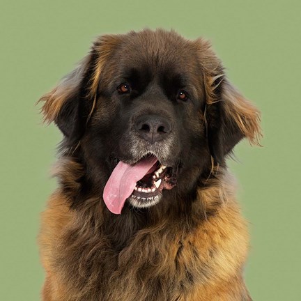 Framed Zookie the Leonberger Print