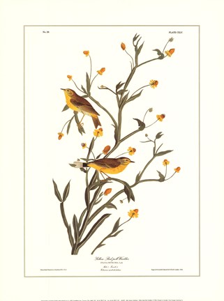 Framed Yellow Red-Poll Warbler Print