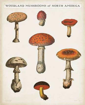 Mushroom Chart