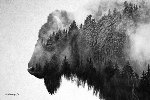 Framed Black &amp; White Bison Print