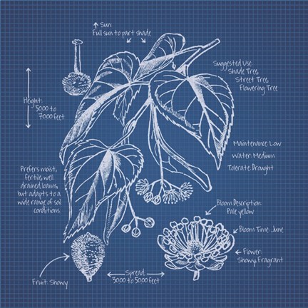 Framed Blueprint Florals II Print