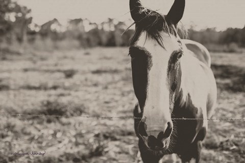 Framed Friendly Horse Print