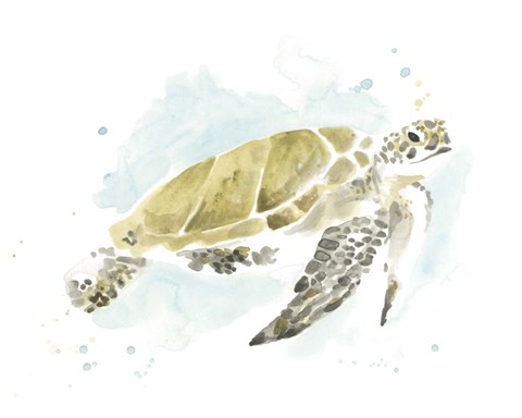 Framed Watercolor Sea Turtle Study I Print