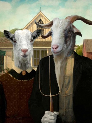 Framed American Goat Print