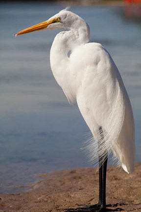 Framed Great Egret (Ardea Alba) On Tigertail Beach Lagoon, Marco Island, Florida Print