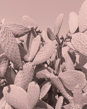 Framed Coral Cactus Print