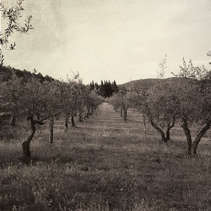 Framed Tuscan Olive Grove Print