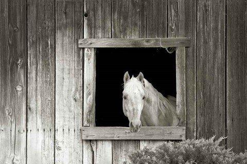 Framed Welcome Mare Print