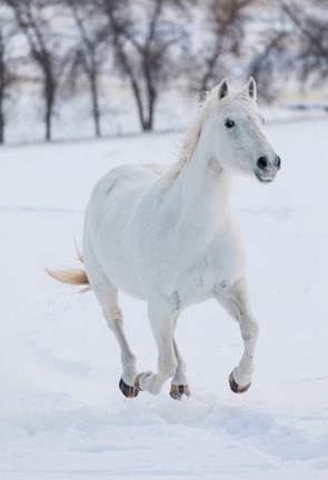 Framed White Horse Running In The Snow Print