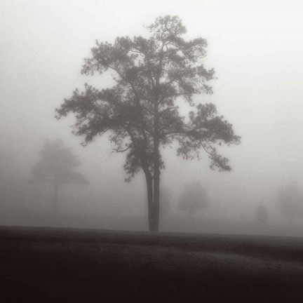 Framed Fog Tree Study I Print