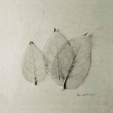 Framed Trio of Skeleton Leaves Print