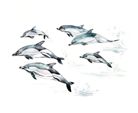 Framed Common Dolphin Print