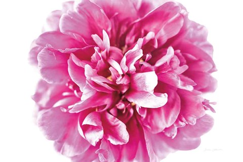 Framed Pink Peony Closeup Print