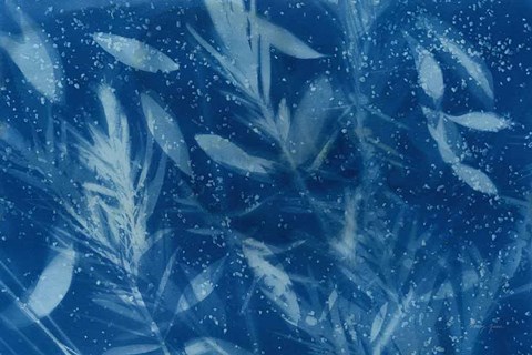 Framed Cyanotype Tropical VII Print