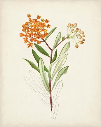 Framed Watercolor Botanical Sketches VI Print
