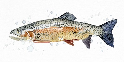 Framed Watercolor Rainbow Trout II Print