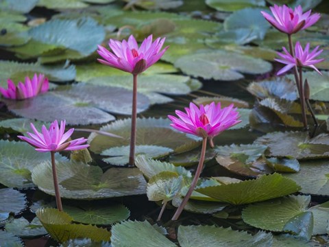 Framed Pink Water Lilies Print