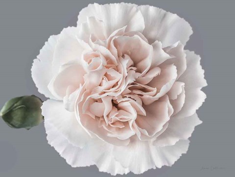 Framed Blush Carnation Print