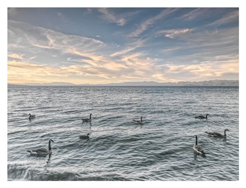 Framed Lake Tahoe Geese Print