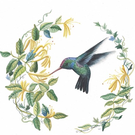 Framed Male Broad Billed Hummingbird Print