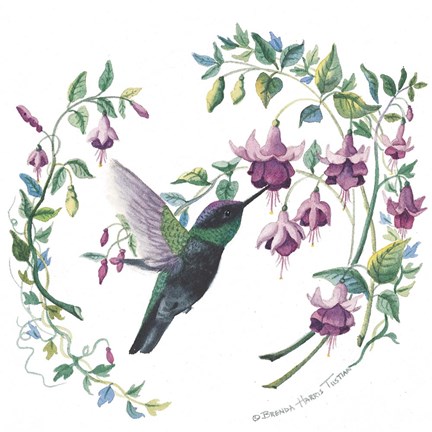 Framed Male Magnificent Hummingbird Print