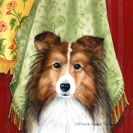 Framed Sheltie Print