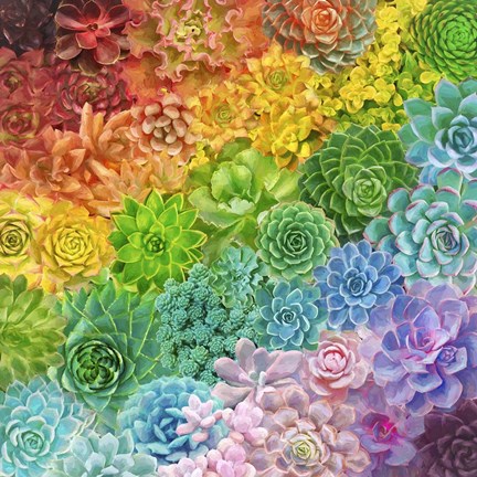 Framed Rainbow Succulents Print