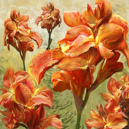 Framed Orange Orchid Bloom Print