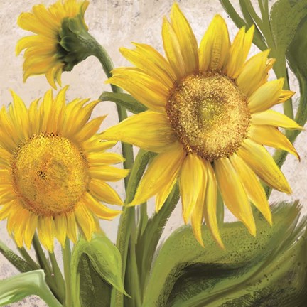 Framed Sunflower Surprise 2 Print