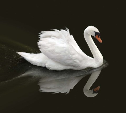 Framed Swan 1 Print