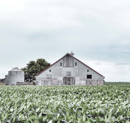 Framed Barn in crop rows Print