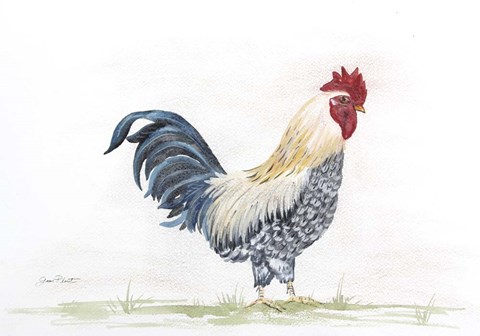 Framed Rooster In Watercolor Print