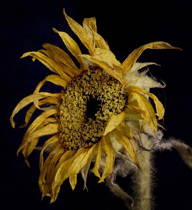 Framed Dried Sunflower 2 Print