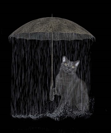 Framed Cat in Rain Print