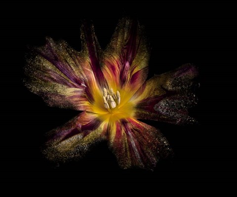 Framed Flower Explosion Print
