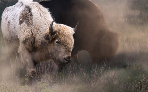 Framed White Buffalo Print