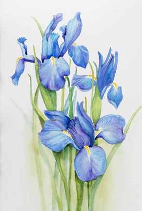 Framed Stems of Blue Iris Print