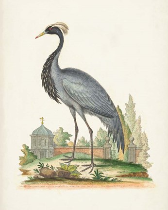 Framed Antique Heron &amp; Cranes II Print