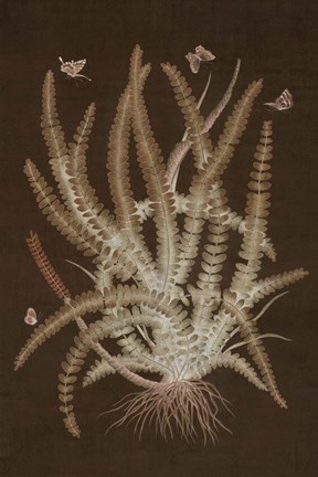 Framed Ferns in Roasted Brown II Print