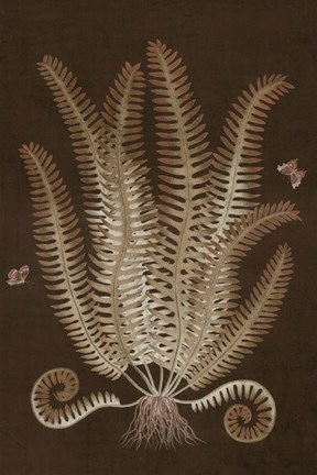 Framed Ferns in Roasted Brown III Print