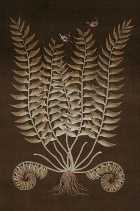 Framed Ferns in Roasted Brown IV Print